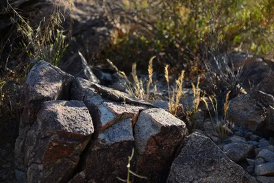 DSC_1844 (Large).JPG